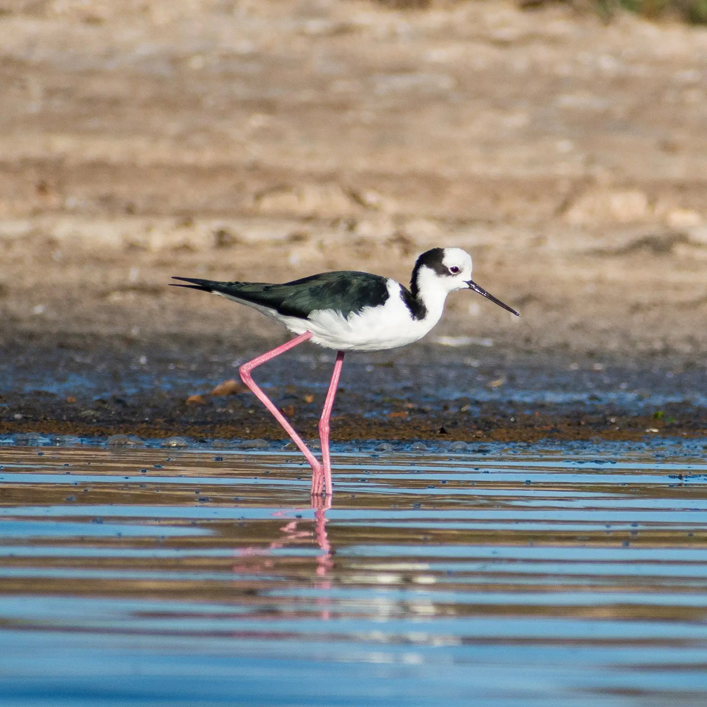 Experiencia SUP Salinas de Pullally